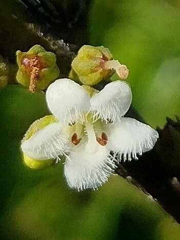 Myoporum boninense flower