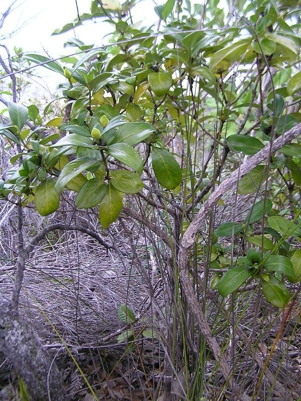 Psychotria cardiochlamys habit