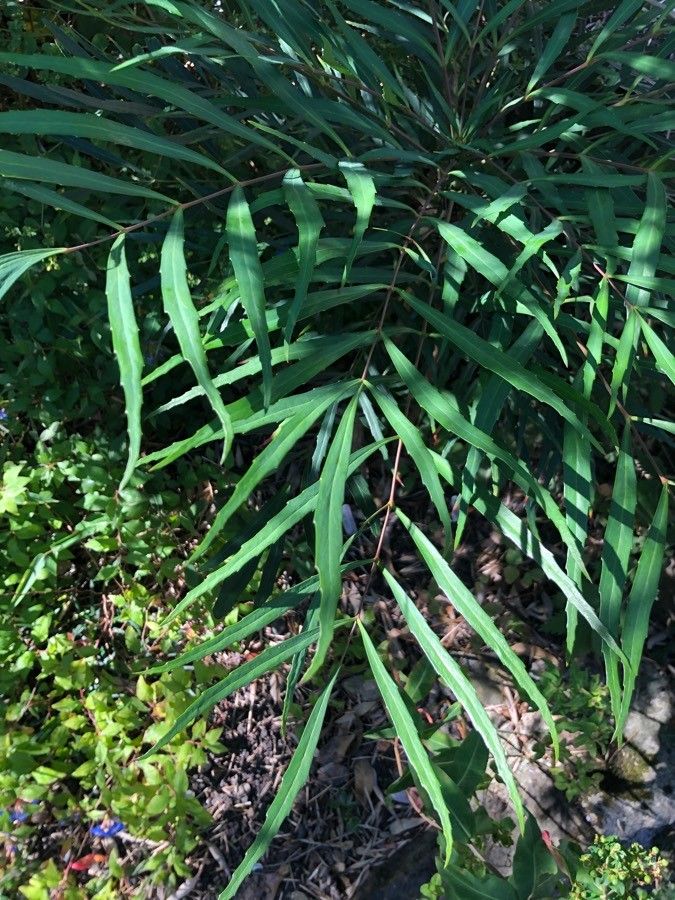 Mahonia eurybracteata — search result for 'Mahonia'