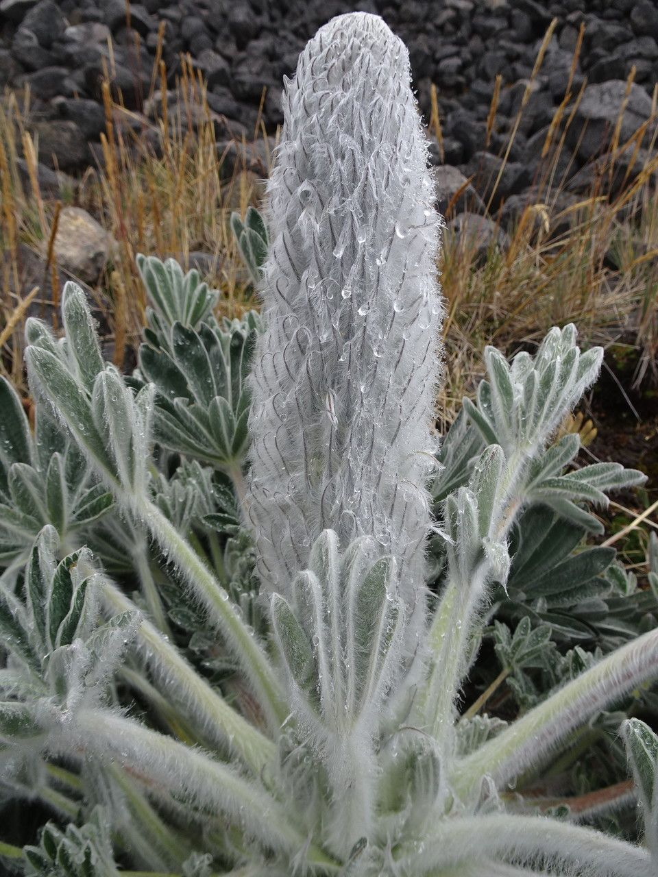 Lupinus alopecuroides flower
