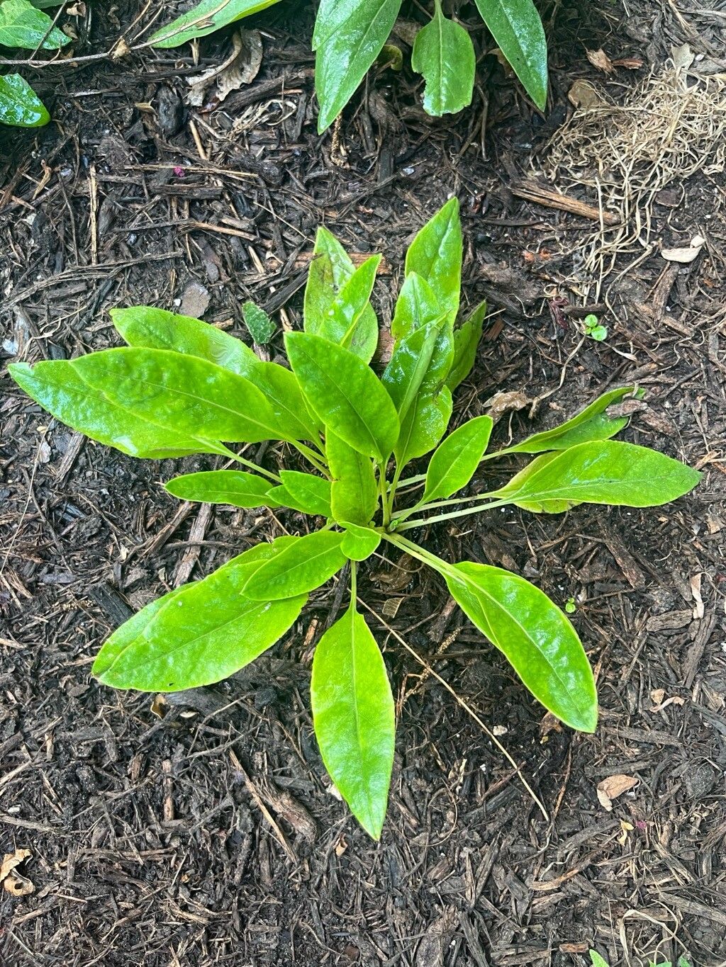 Salvia pentstemonoides — houseplant care guide