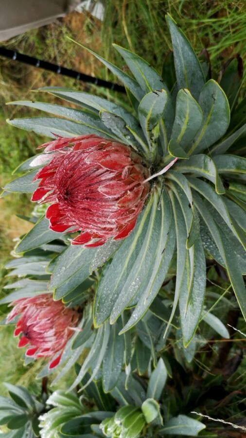 Protea roupelliae flower