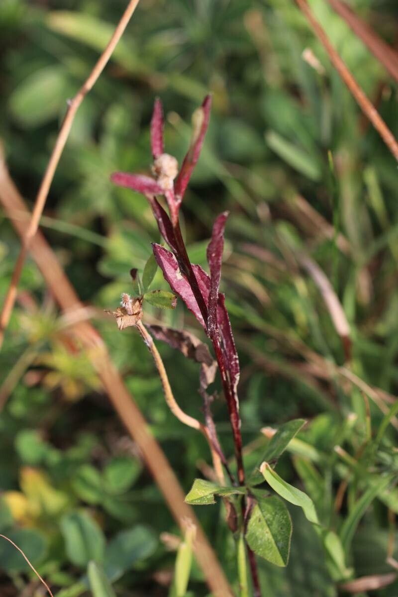Persicaria minor fruit