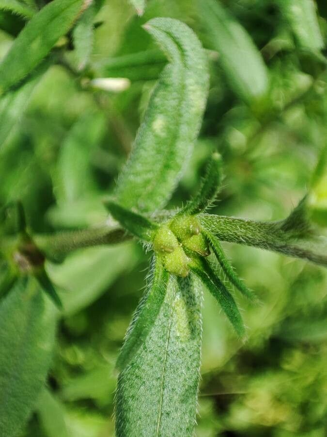 Buglossoides arvensis fruit