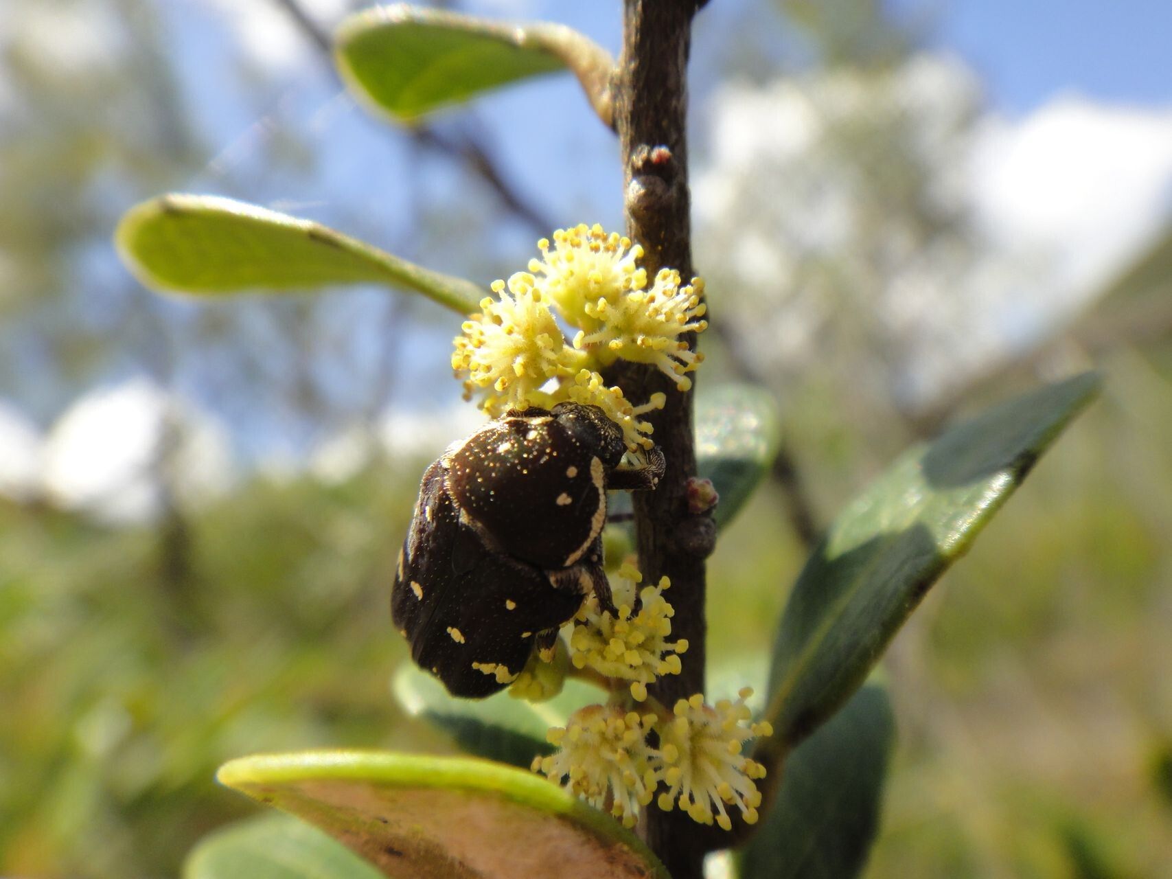 Xylosma nervosa flower