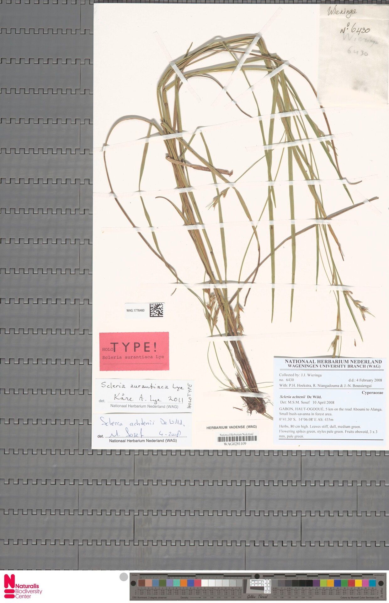 Scleria aurantiaca — houseplant care guide