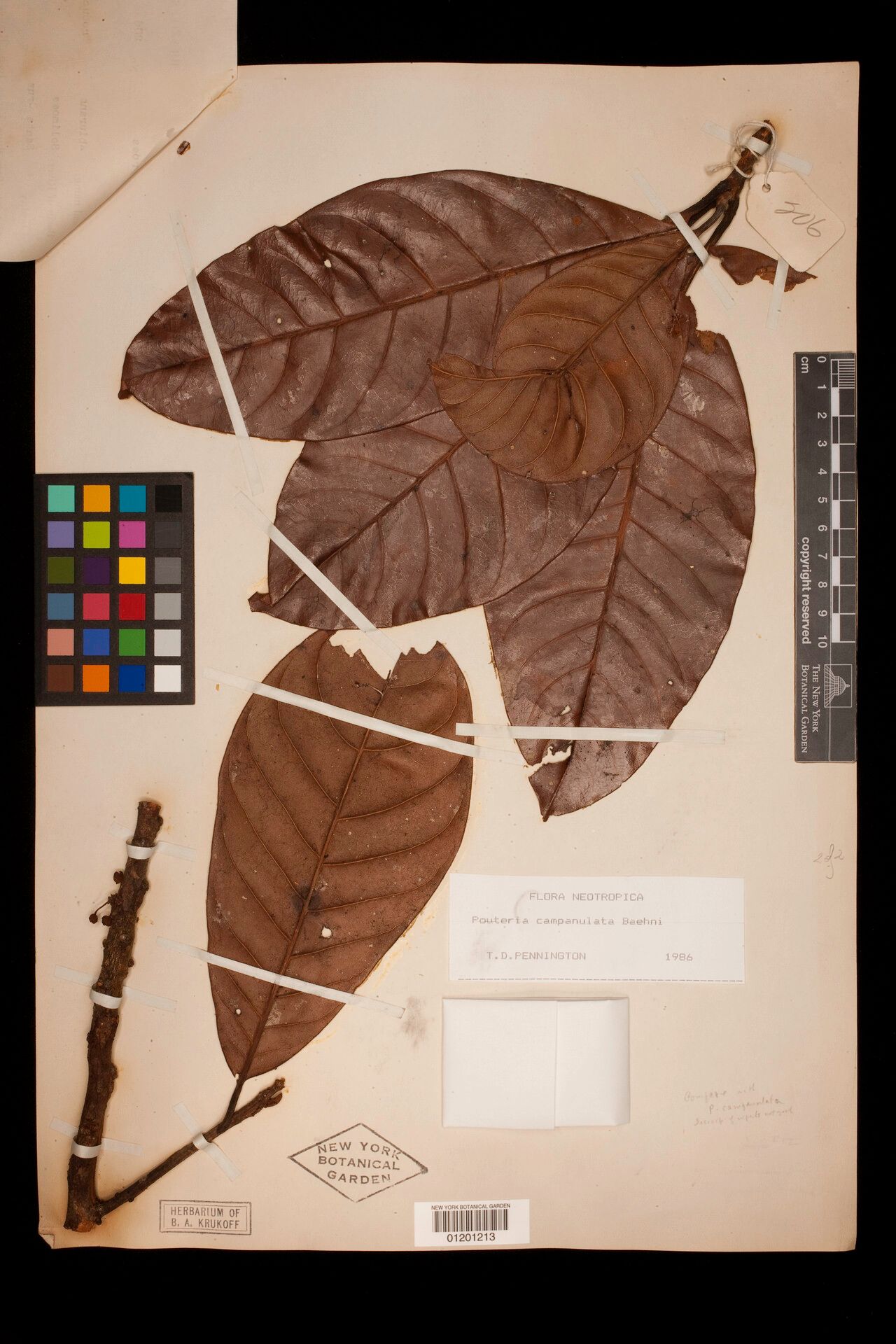 Pouteria campanulata leaf