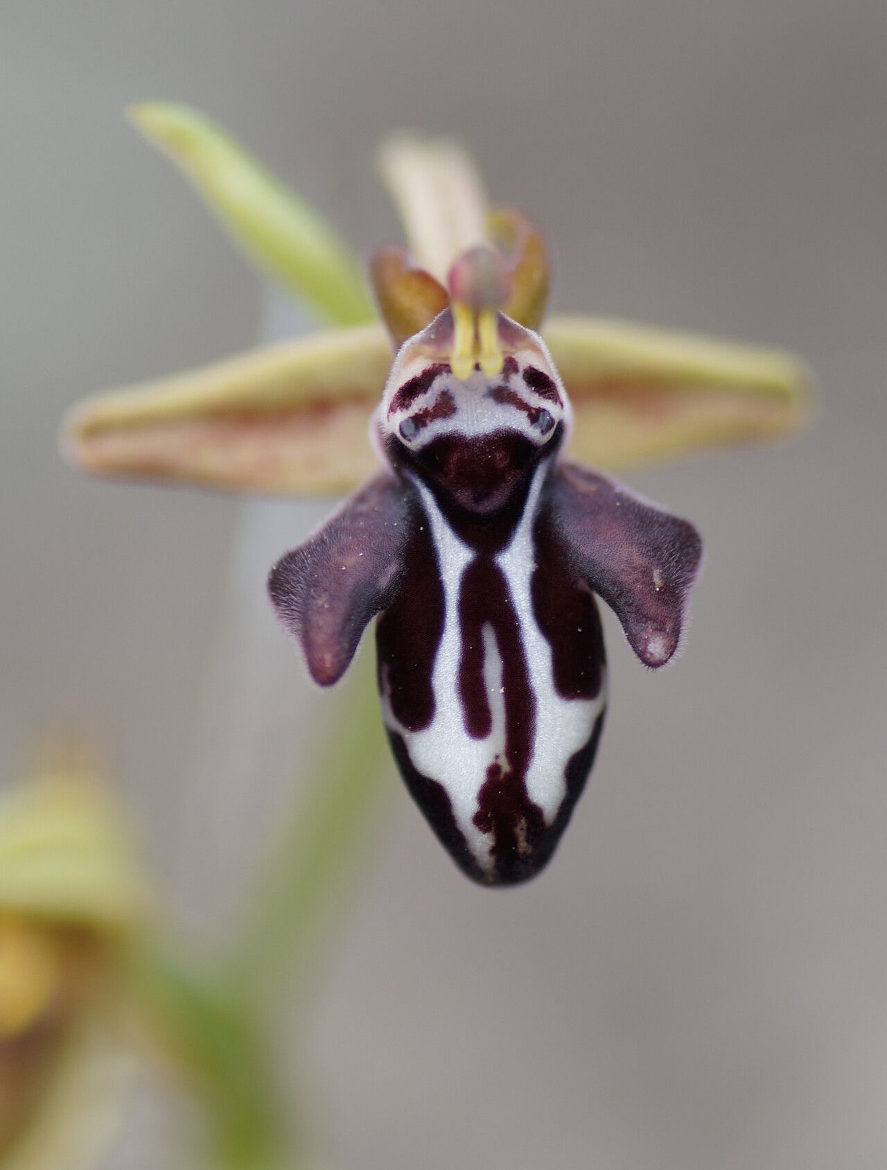 Ophrys cretica flower