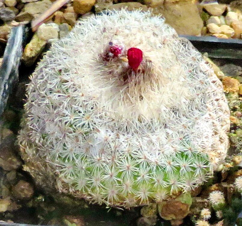 Epithelantha greggii — related species from the same genus