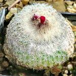 Epithelantha greggii