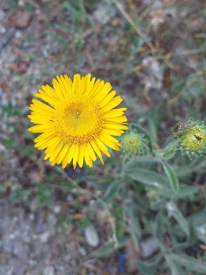 Inula montana flower