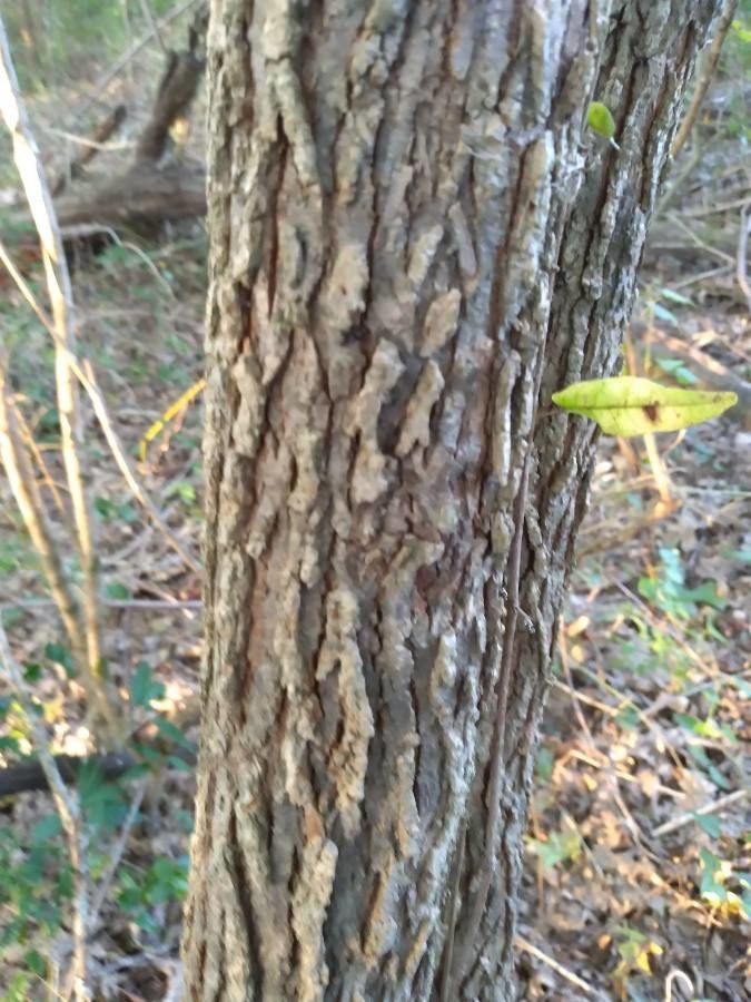 Ulmus rubra bark