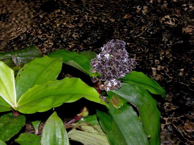 Floscopa robusta habit