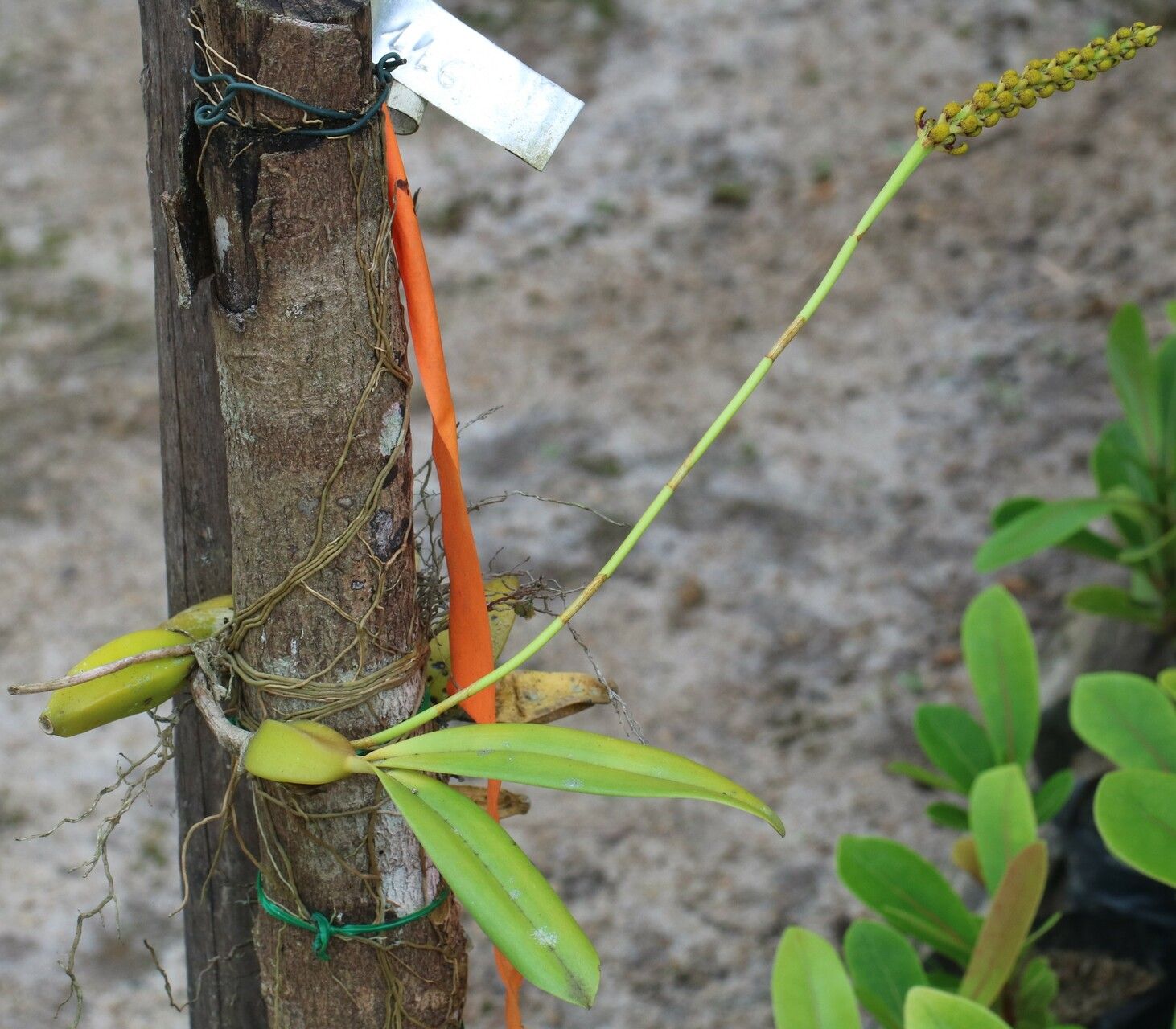 Bulbophyllum masoalanum habit