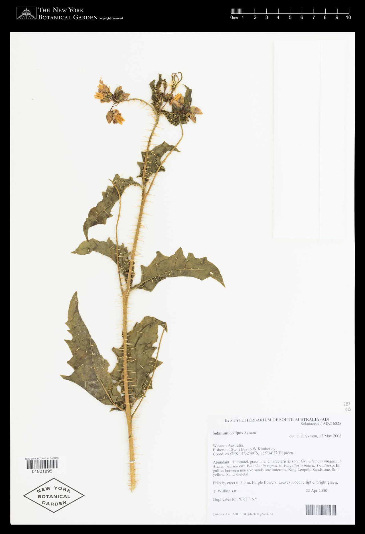 Solanum oedipus — houseplant care guide