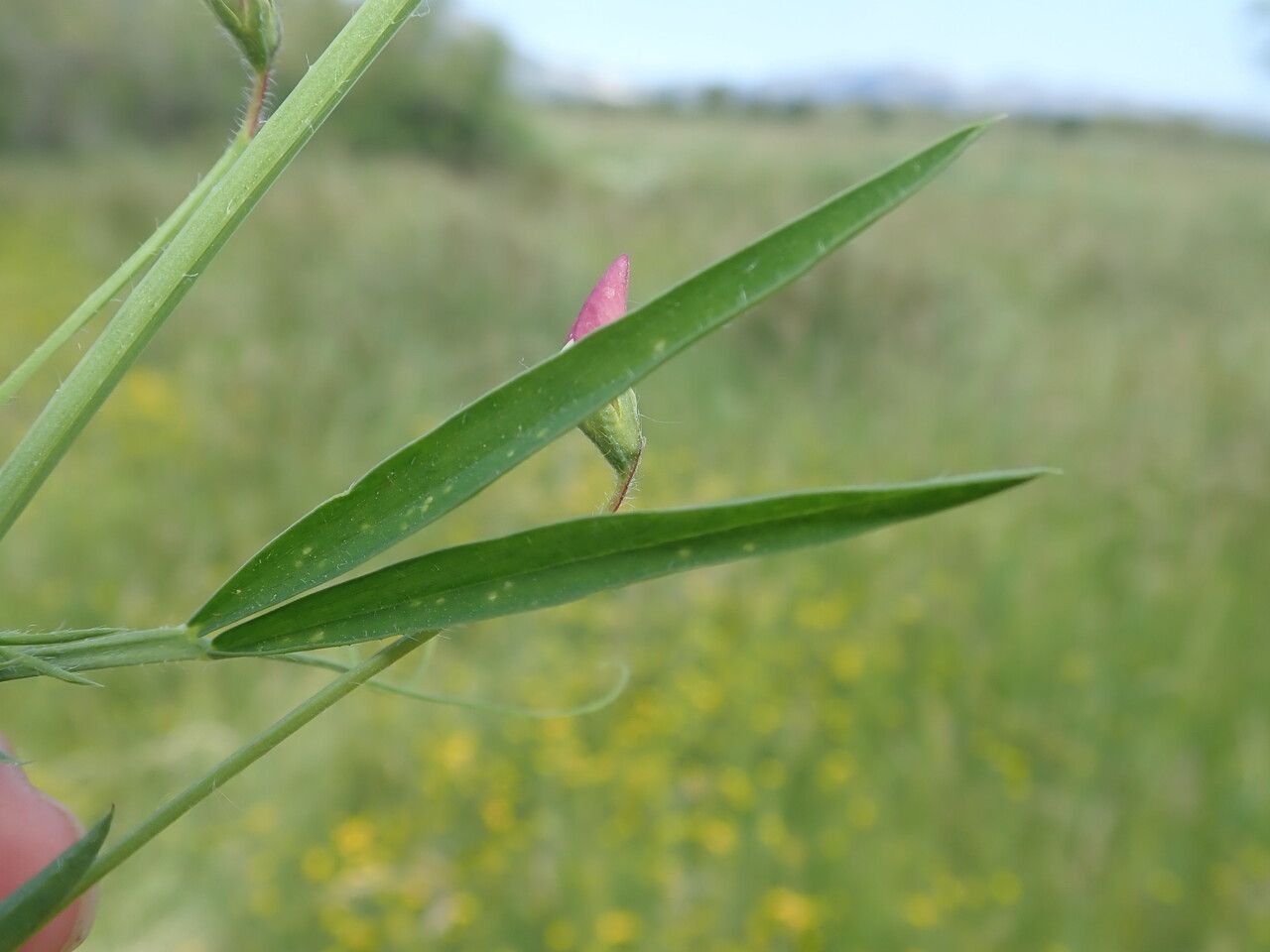 Lathyrus hirsutus — search result for 'Lathyrus'