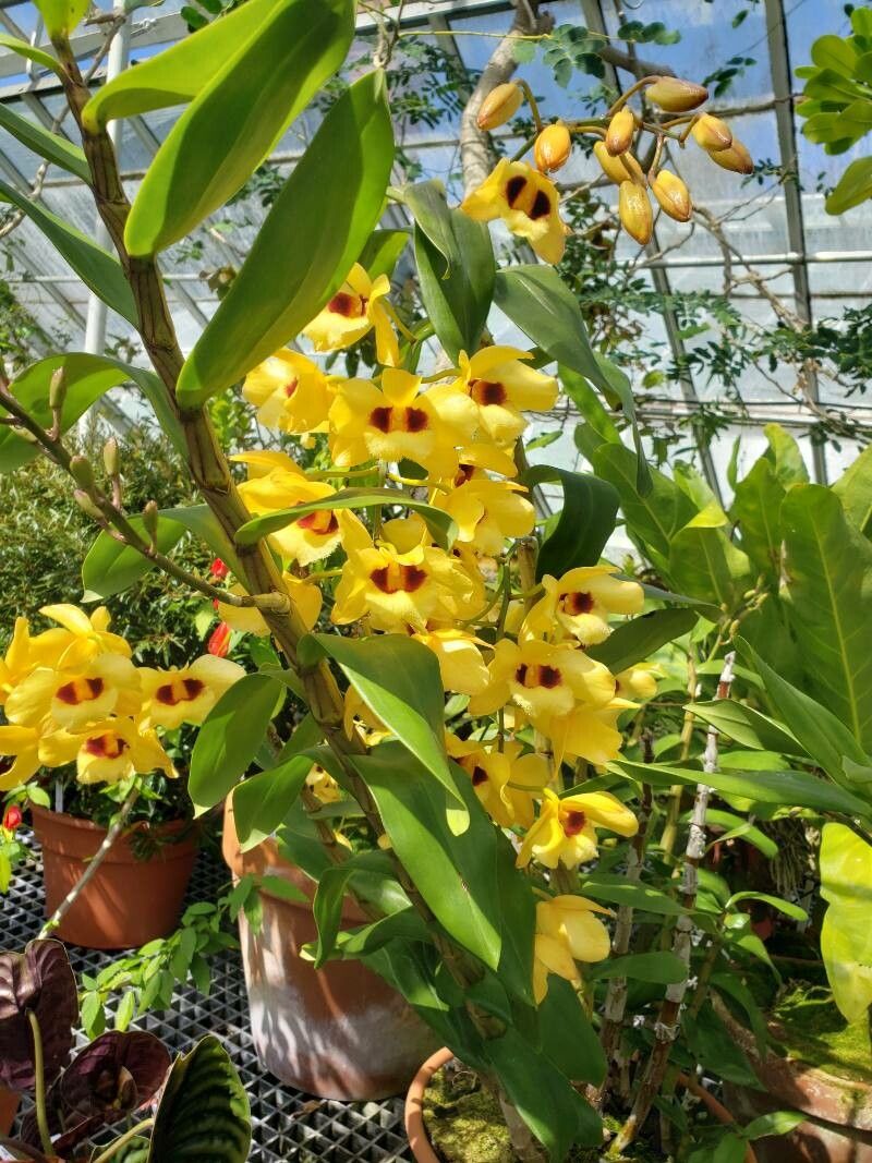 Dendrobium pulchellum habit