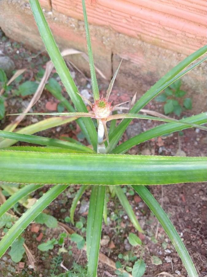 Ananas ananassoides flower