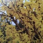 Forsythia suspensa