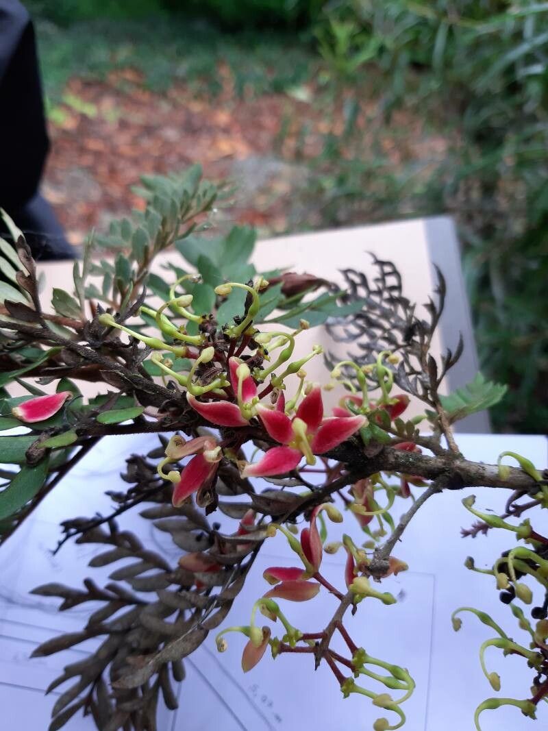 Lomatia ferruginea flower