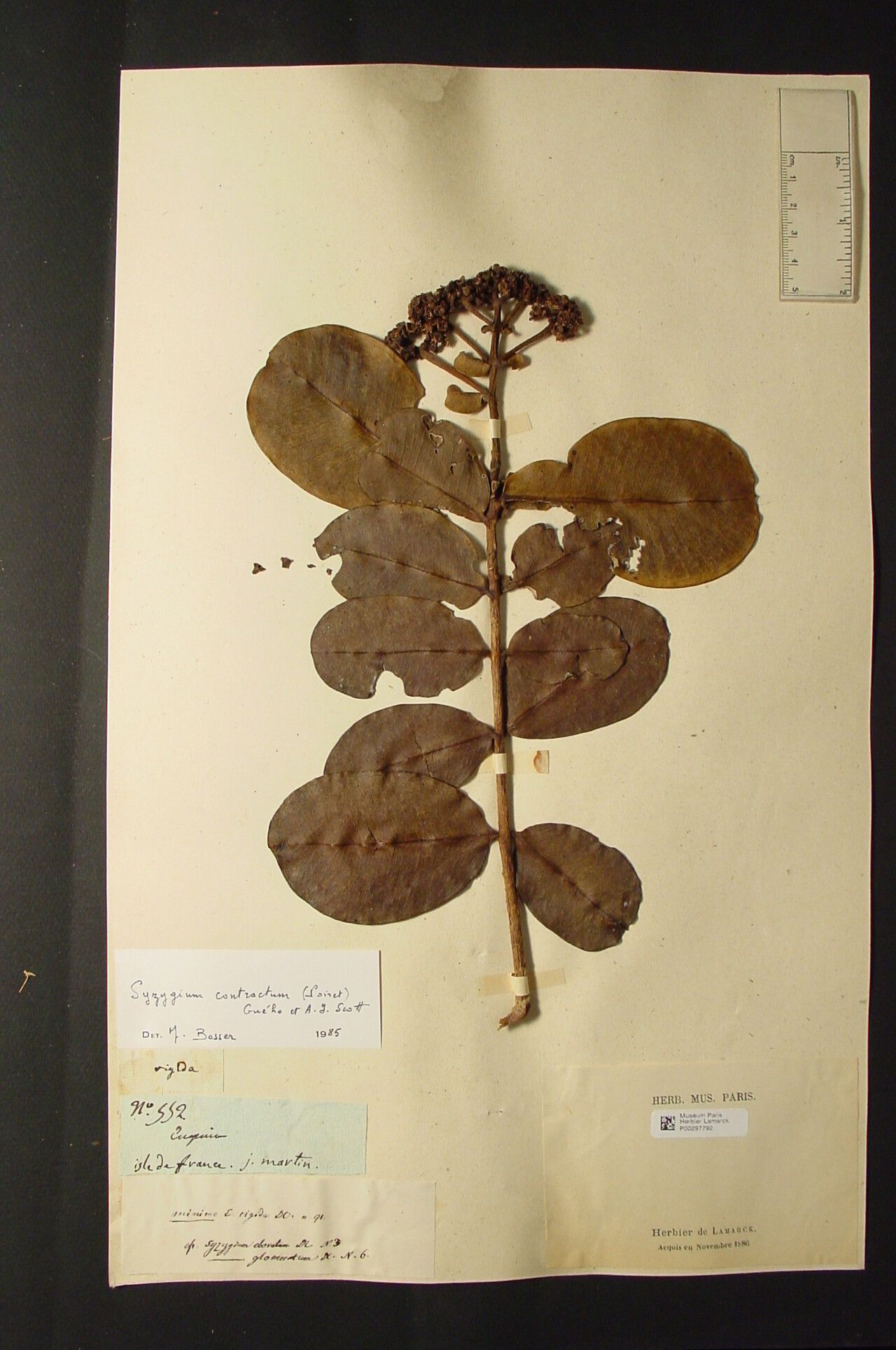 Syzygium contractum — houseplant care guide