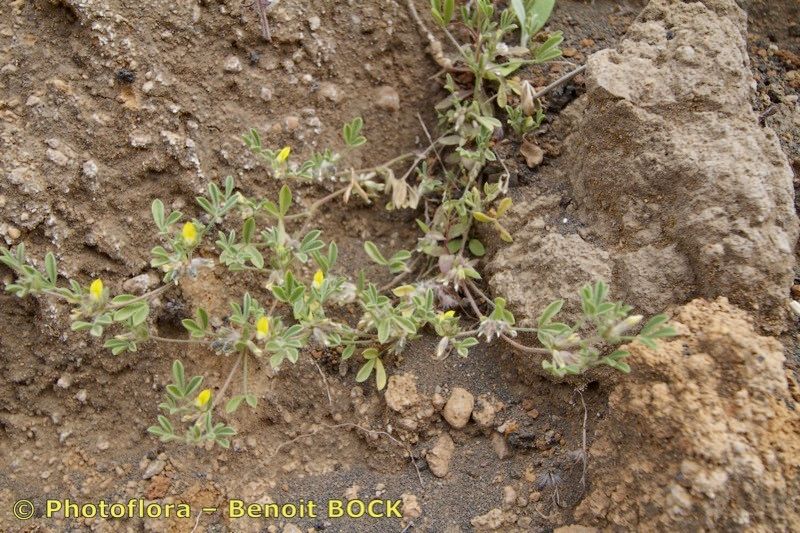Lotus brunneri habit