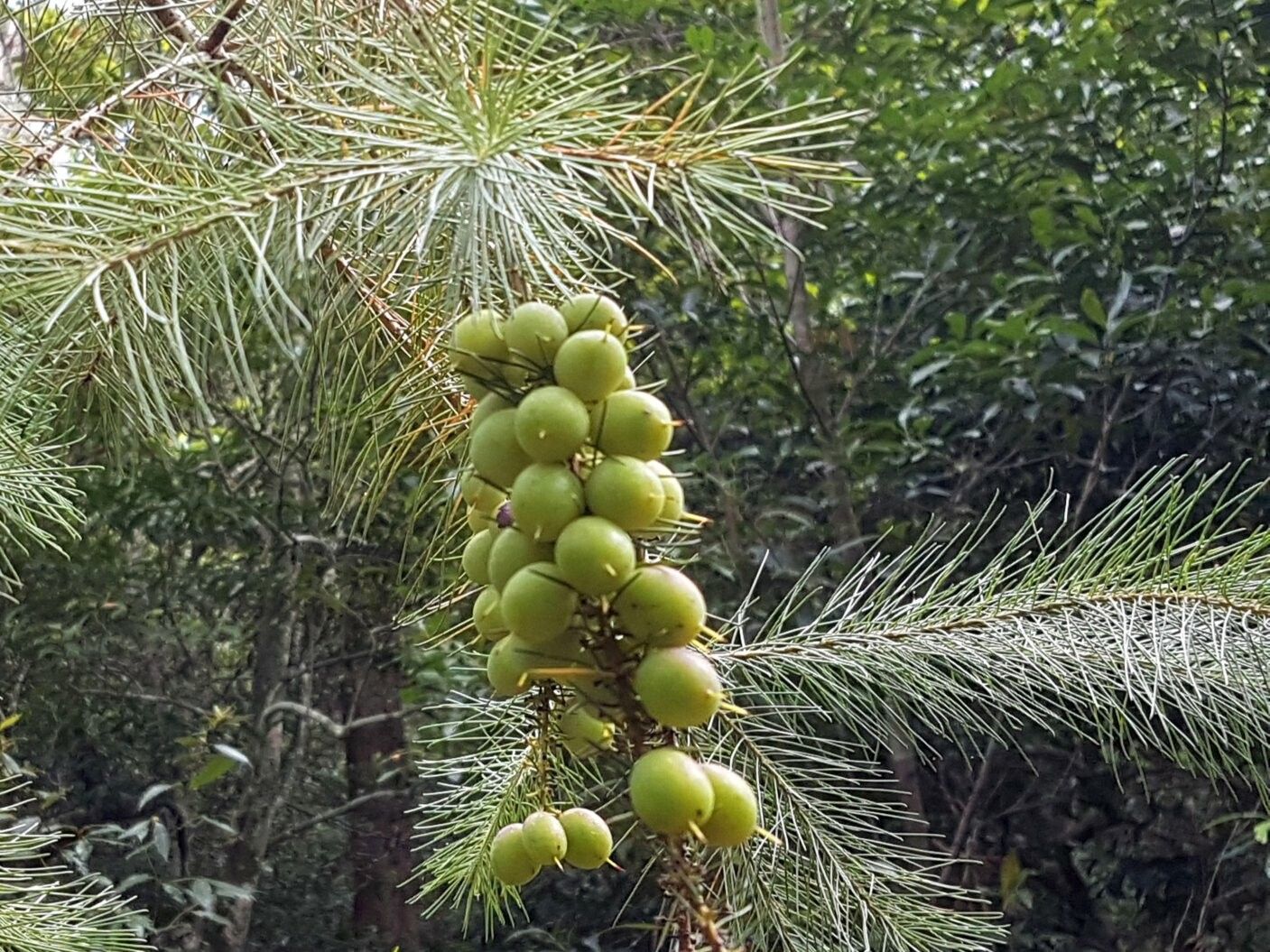 Persoonia pinifolia fruit