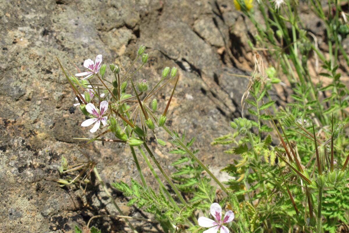 Erodium tordylioides — search result for 'Erodium'
