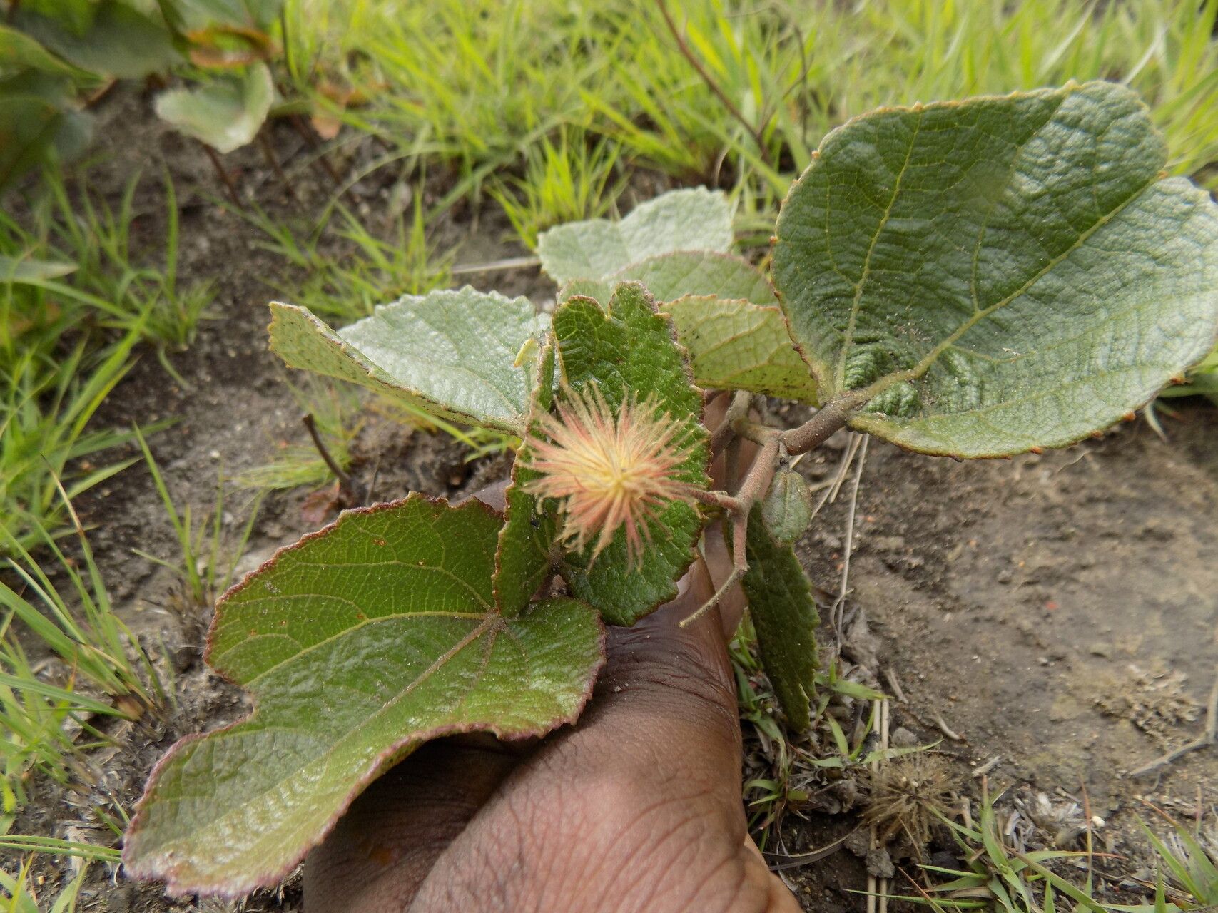 Triumfetta geoides — houseplant care guide