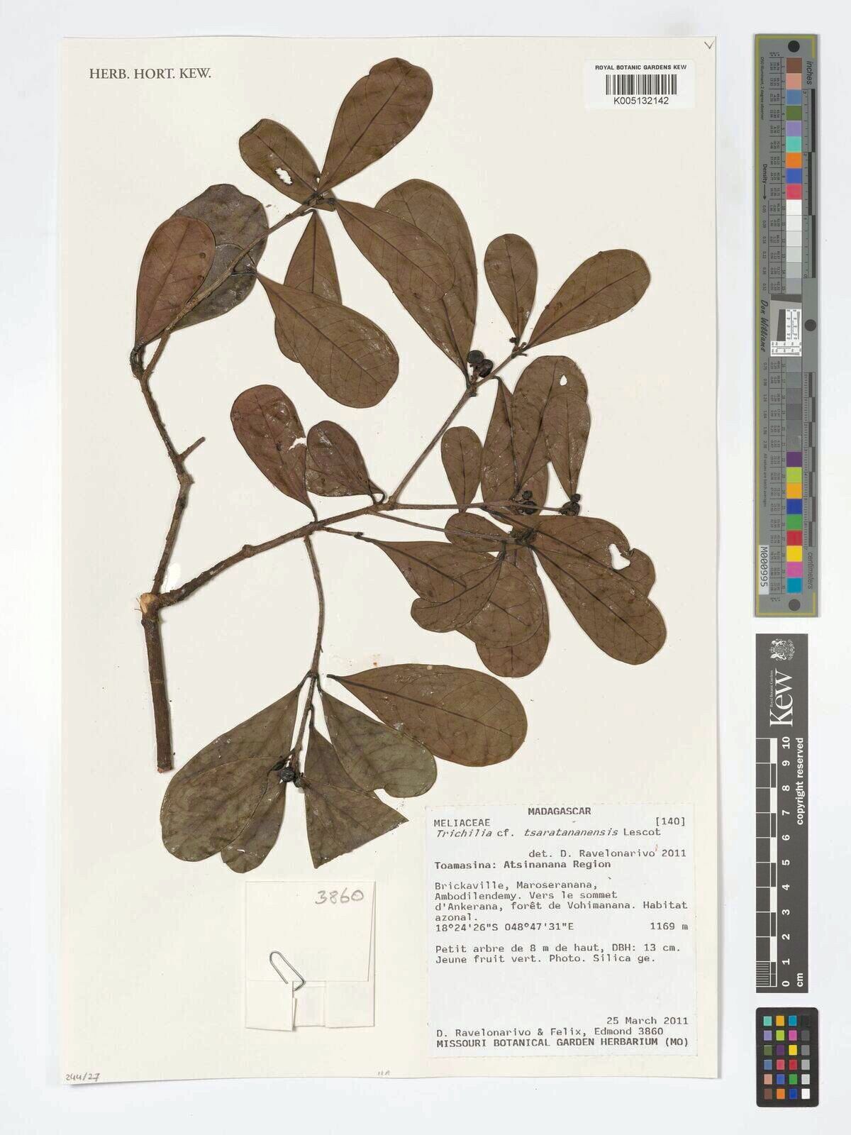 Trichilia tsaratananensis — houseplant care guide