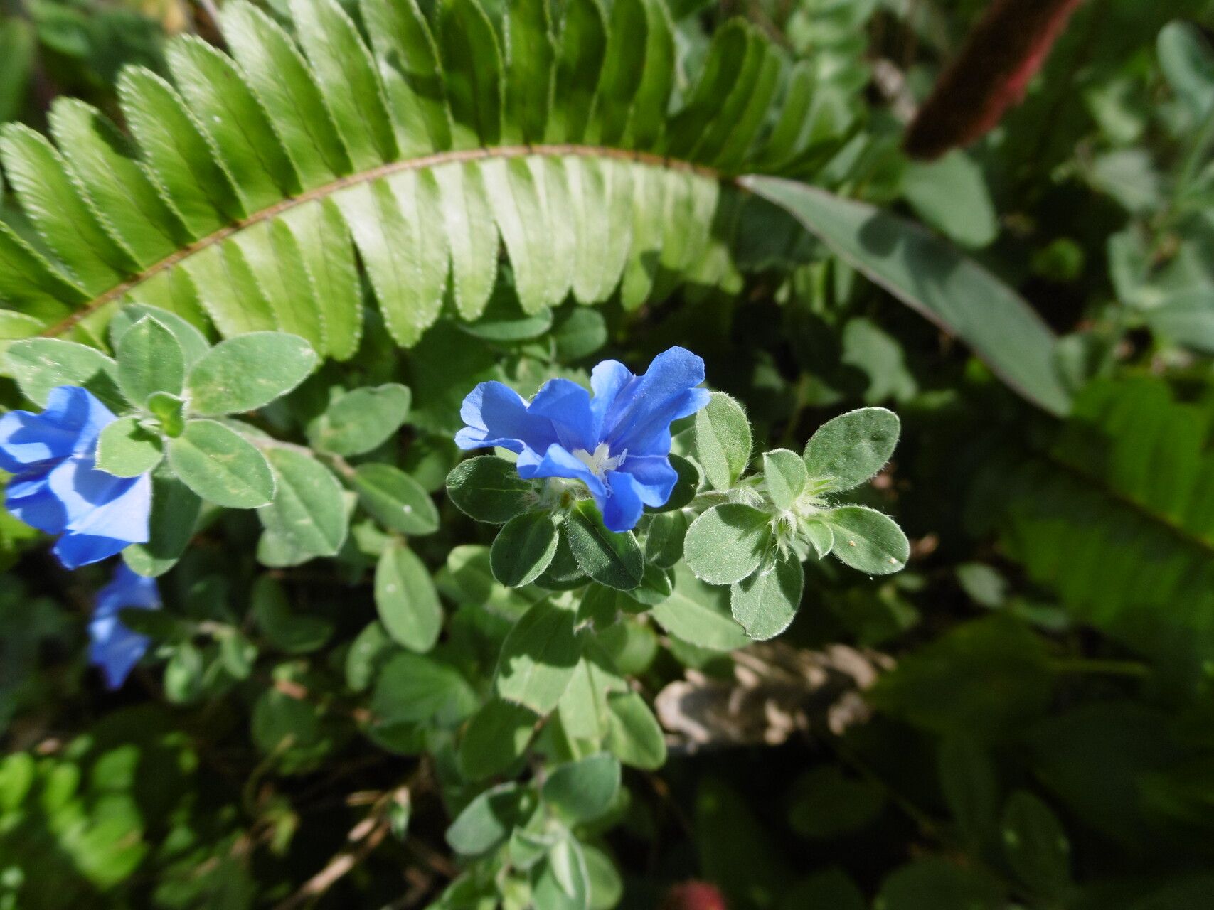 Evolvulus convolvuloides flower