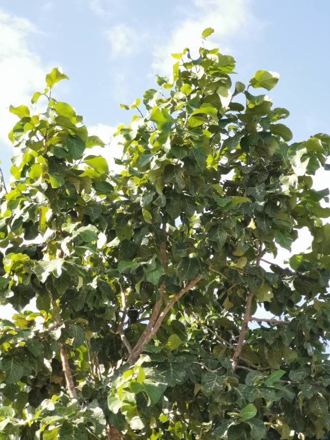 Coccoloba spicata — houseplant care guide