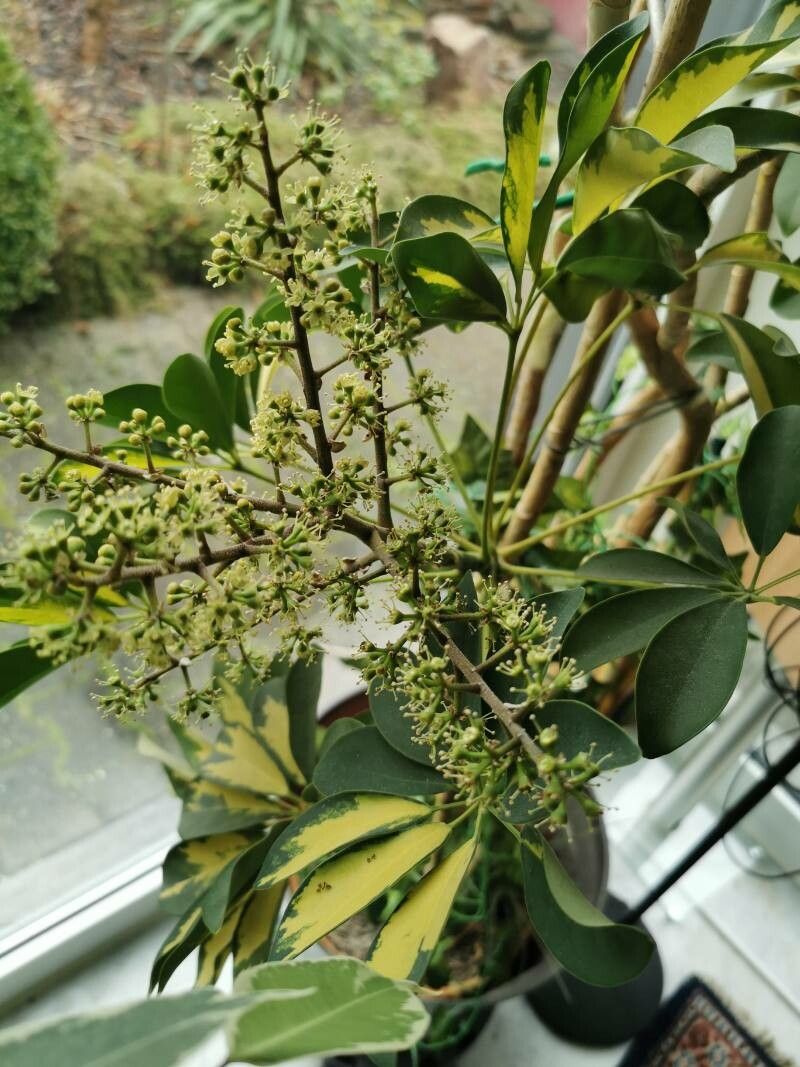 Heptapleurum heptaphyllum flower