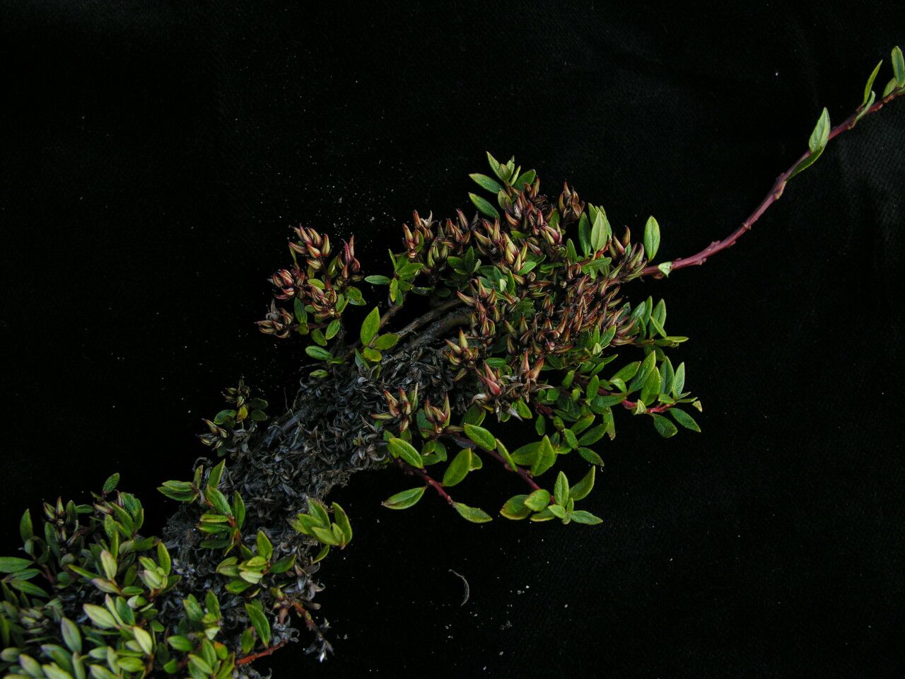 Salix lindleyana — search result for 'Salicaceae'