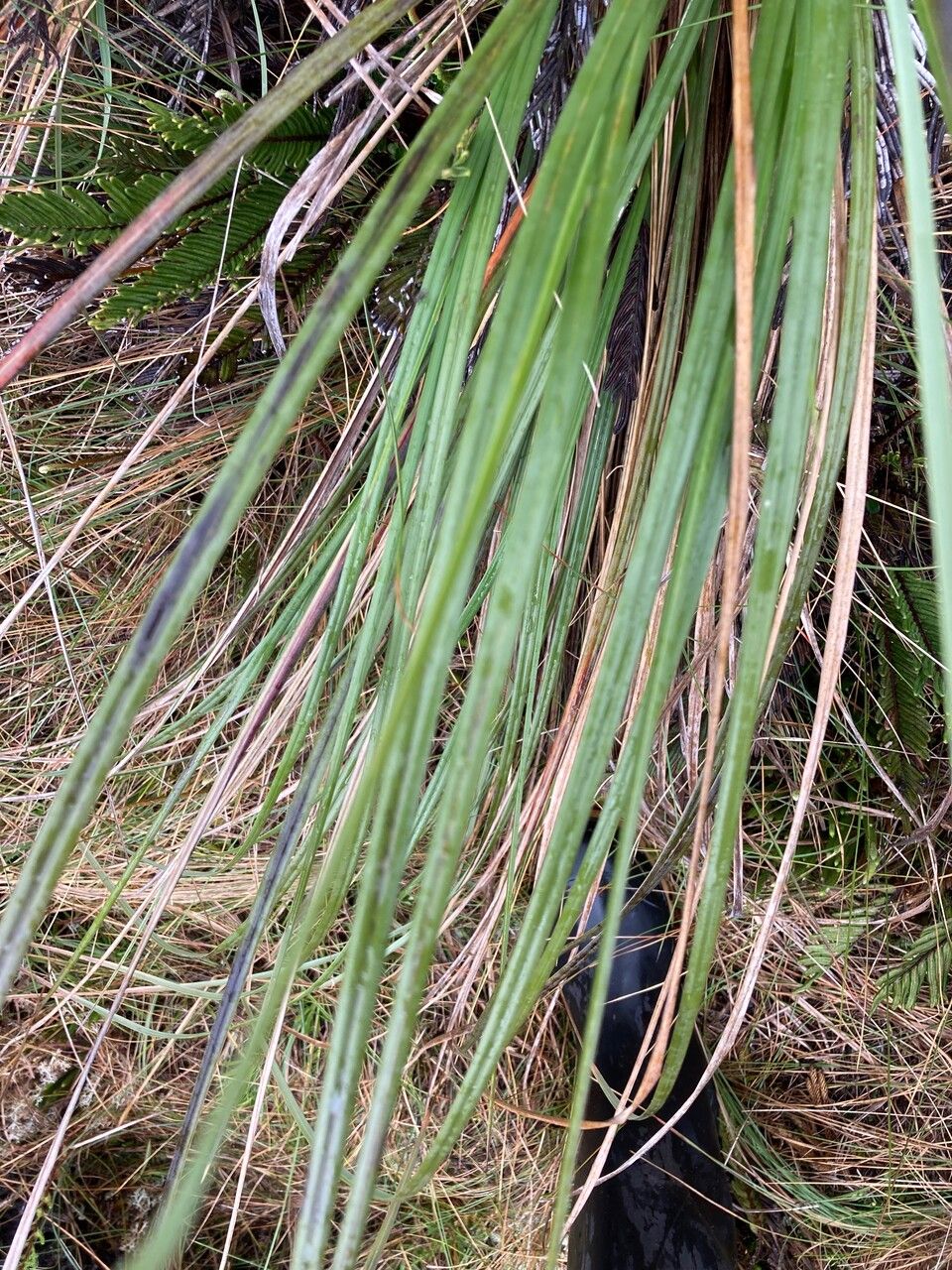 Cortaderia nitida leaf