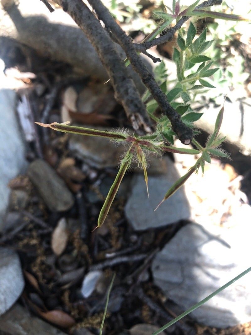 Lotus parviflorus fruit