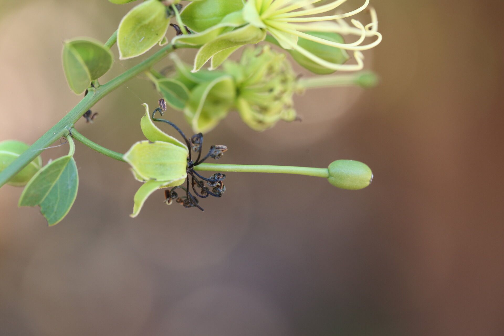 Maerua aethiopica flower
