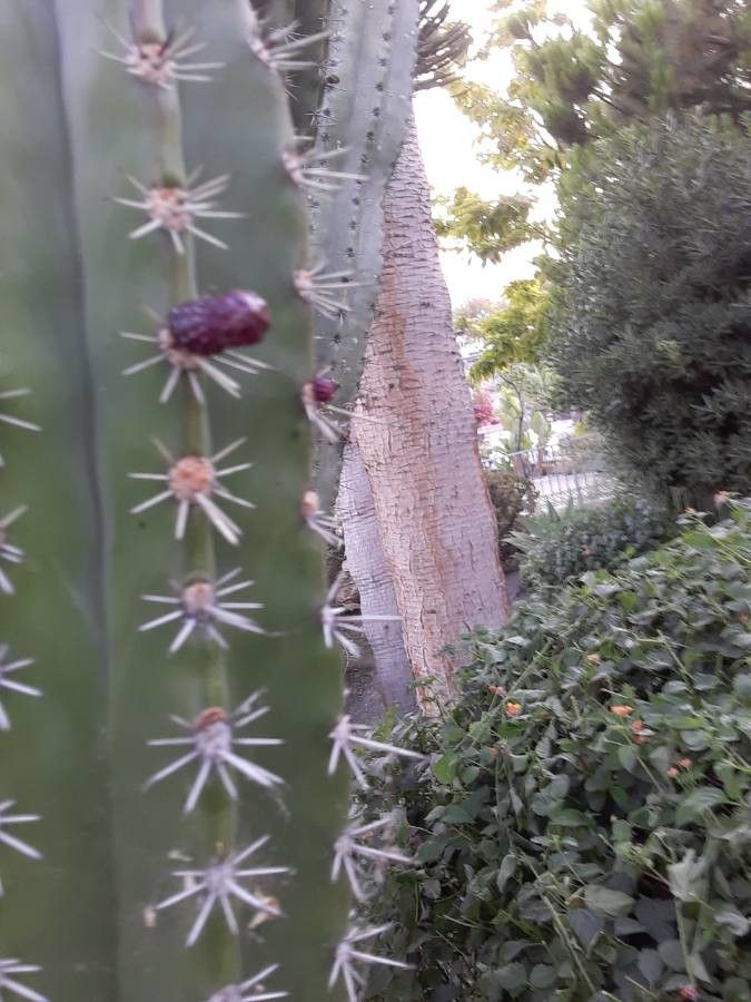 Pachycereus pecten-aboriginum flower