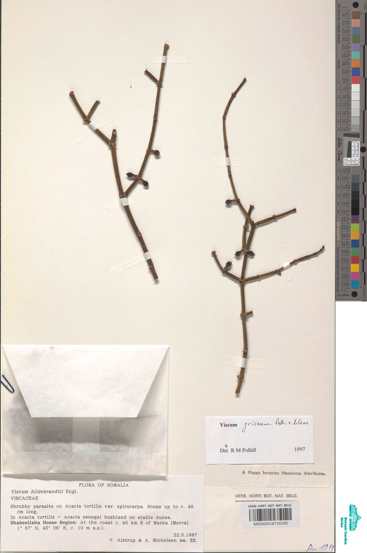 Viscum grandicaule — houseplant care guide