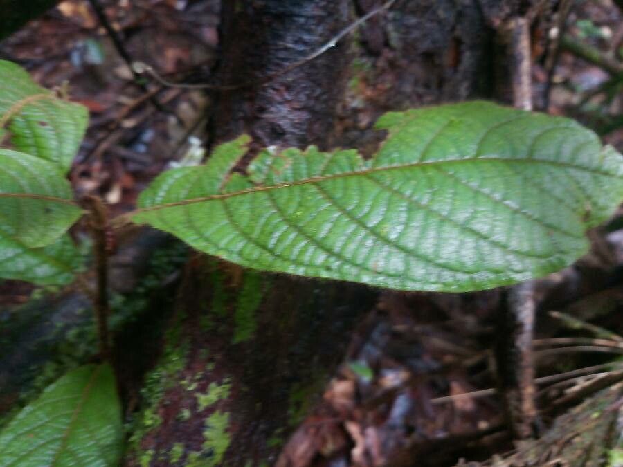 Coccoloba mollis leaf