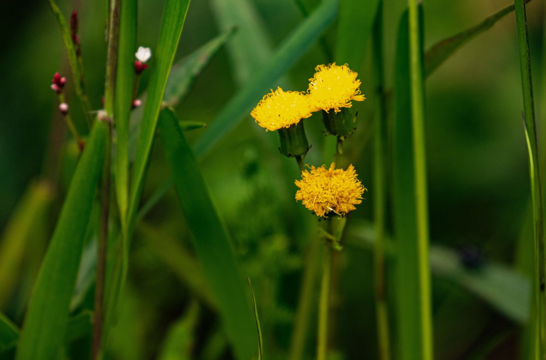 Crassocephalum paludum — houseplant care guide