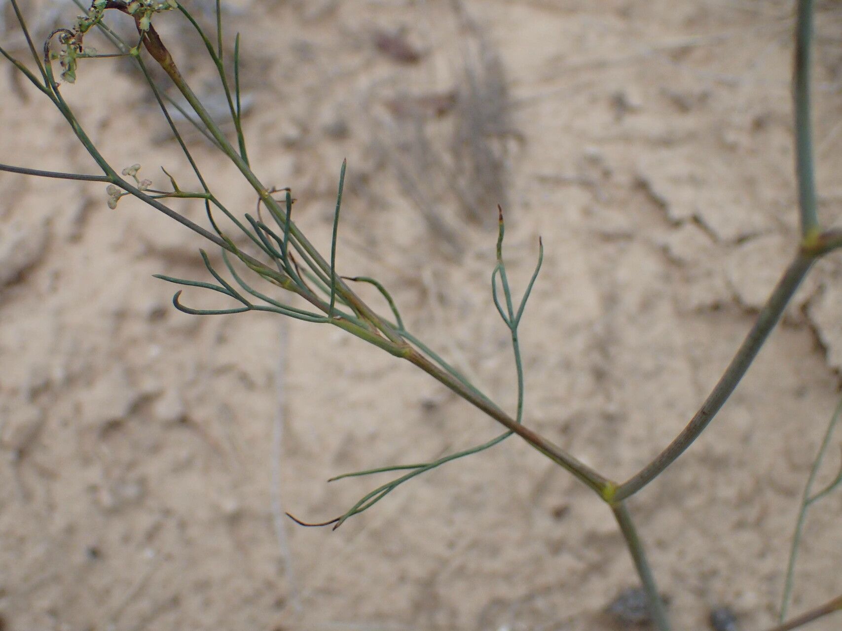 Seseli longifolium — search result for 'Seseli'