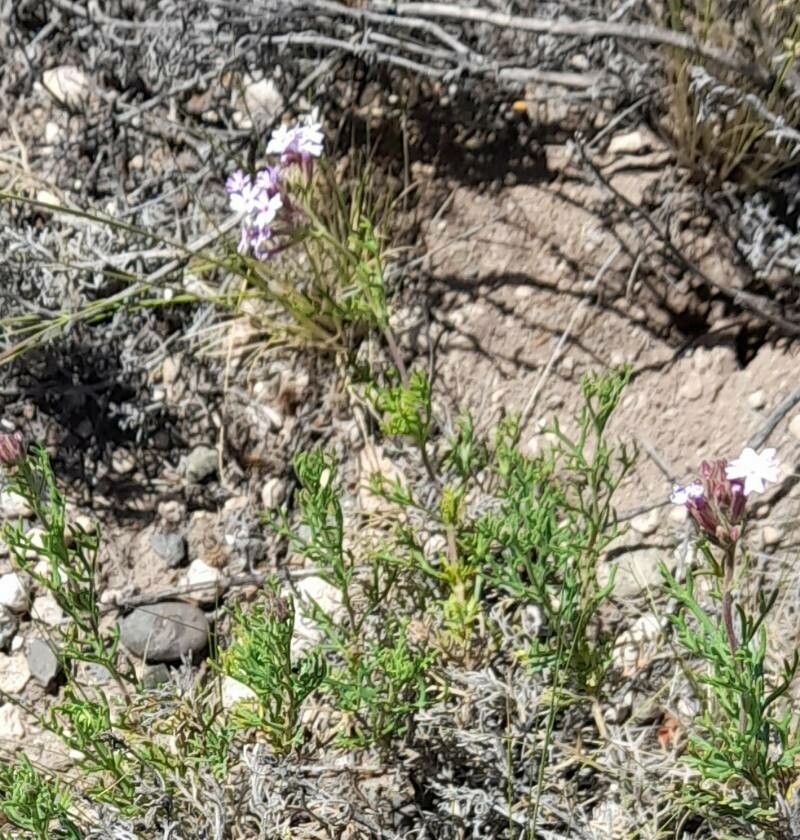 Glandularia subincana habit