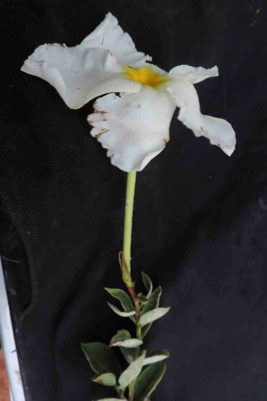 Mandevilla longiflora — houseplant care guide