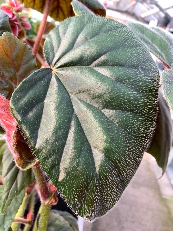 Begonia variegata leaf