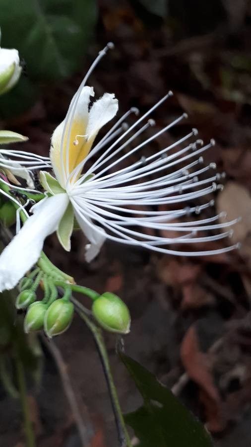Capparis micracantha flower