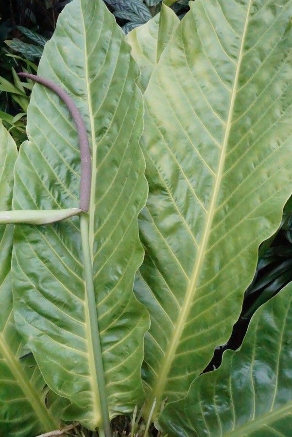 Anthurium salvinii leaf