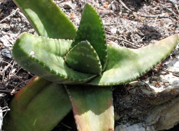 Gasteria polita — houseplant care guide