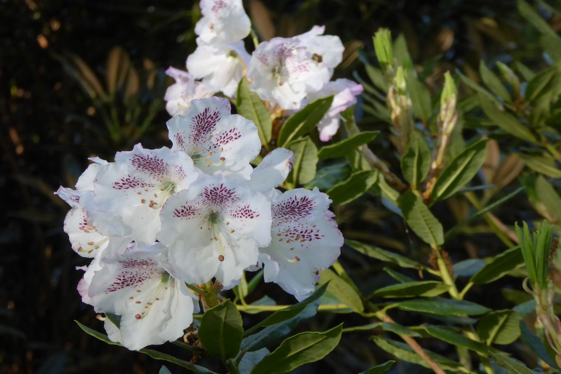 Rhododendron aberconwayi flower