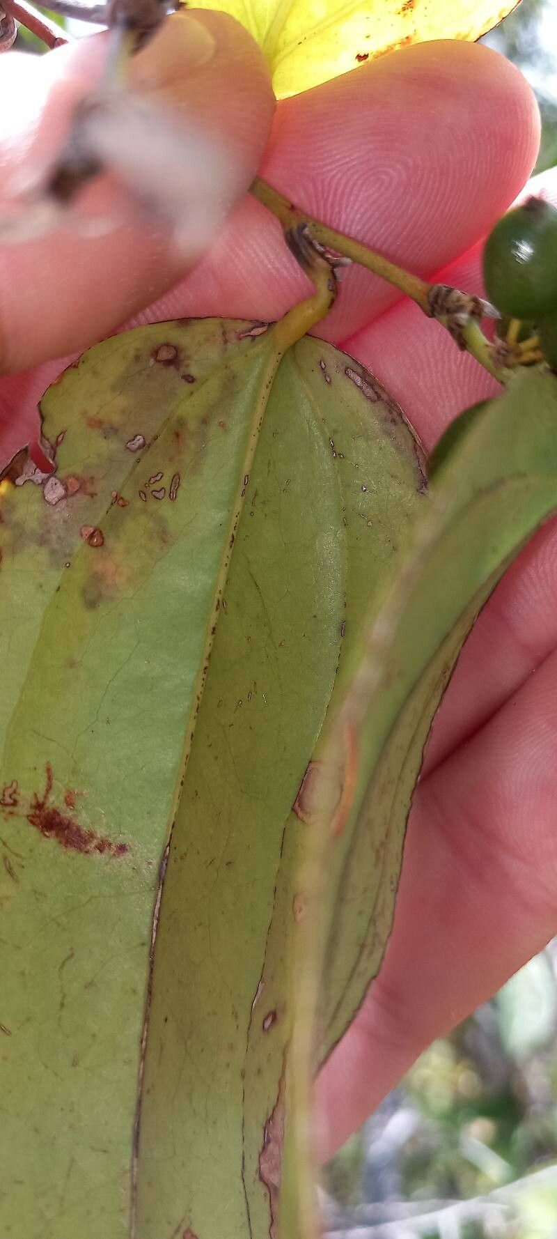 Smilax cordato-ovata leaf